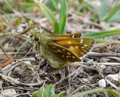 Hesperia comma - Flickr - gailhampshire by gailhampshire from Cradley, Malvern, U.K. Used under a CC BY 2.0 license.