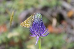 Hesperia comma on Phyteuma by Daniel Ballmer. Used under a CC BY-SA 4.0 license.