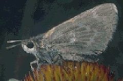 Hesperia dacotae by Paul Opler, USFWS. Used under a Public domain license.