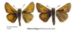 Hesperia dacotae1 by USFWS. Used under a Public domain license.