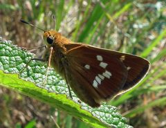 Hesperia leonardus by Jacy Lucier. Used under a CC BY-SA 4.0 license.