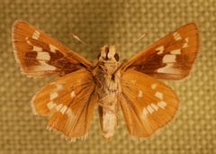 Hesperia leonardus Bruce by Skye McDavid. Used under a CC BY 4.0 license.