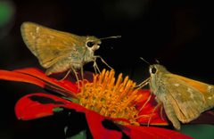 Yellow tan leonard skipper butterfly standing on red blossom hesperia leonardus leonardus by Barnes Dr Thomas G, U.S. Fish and Wildlife Service. Used under a Public domain license.