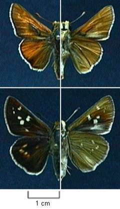 Hesperia leonardus pawnee by Northern Prairie Wildlife Research Center - USGS. Used under a Public domain license.