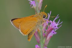 Hesperia meskei straton 326319770 by dvollmar. Used under a CC BY 4.0 license.