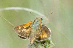 Hesperia meskei straton 100866959 by dvollmar. Used under a CC BY 4.0 license.