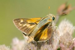 Hesperia meskei straton 100866974 by dvollmar. Used under a CC BY 4.0 license.