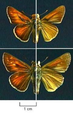 Hesperia ottoe by Northern Prairie Wildlife Research Center - USGS. Used under a Public domain license.