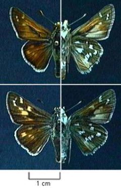 Hesperia pahaska by Northern Prairie Wildlife Research Center, USGS. Used under a Public domain license.