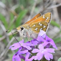 Hesperia viridis - Cody Stricker 01 by Cody Stricker https://www.inaturalist.org/people/codystricker. Used under a CC BY 4.0 license.