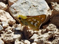 Hesperia viridis 38389127 by CK Kelly. Used under a CC BY 4.0 license.