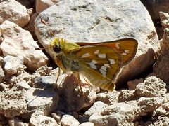Hesperia viridis 38389130 by CK Kelly. Used under a CC BY 4.0 license.