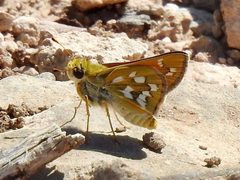 Hesperia viridis 38413936 by CK Kelly. Used under a CC BY 4.0 license.