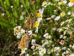 Fiery Skipper Durham NC by NCBioTeacher. Used under a CC0 license.