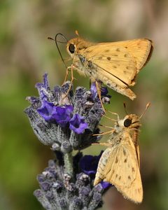 Fiery skipper pair5 by Calibas. Used under a CC BY-SA 3.0 license.