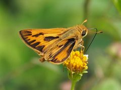 Hylephila phyleus 113471419 by Zygy. Used under a CC0 license.