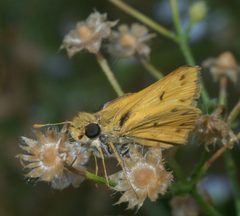 Hylephila phyleus P1200915a by 
xpda. Used under a CC BY-SA 4.0 license.