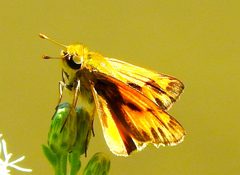 Hylephila phyleus ssp. phyleus by Francisco Farriols Sarabia. Used under a CC BY 4.0 license.