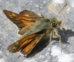 France - butterfly by Tiia Monto. Used under a CC BY-SA 4.0 license.