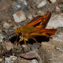 Ochlodes agricola-Male-1 by Eugene Zelenko. Used under a CC BY-SA 4.0 license.