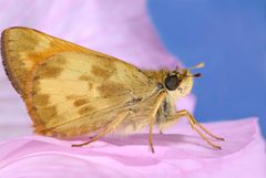 Ochlodes sylvanoides by Joseph Berger. Used under a CC BY 3.0 us license.