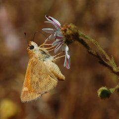 Ochlodes sylvanoides-Female-1 by Eugene Zelenko. Used under a CC BY-SA 4.0 license.