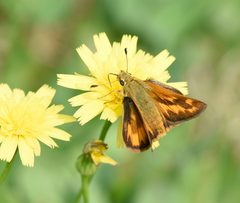 Woodland Skipper by VJAnderson. Used under a CC BY-SA 4.0 license.