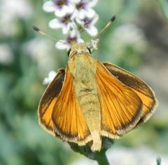 Ochlodes yuma 85202606 by Dawn Nelson. Used under a CC BY 4.0 license.