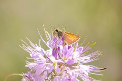 Yuma skipper 2023 by Melissa McMasters. Used under a CC BY 2.0 license.