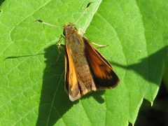 Hobomok Skipper by D. Gordon E. Robertson. Used under a CC BY-SA 3.0 license.