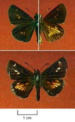 Poanes massasoit by Northern Prairie Wildlife Research Center, USGS. Used under a Public domain license.