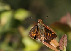 Umber skipper by Calibas. Used under a CC BY-SA 3.0 license.
