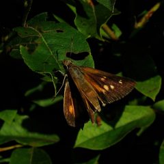 Broad-winged Skipper by Dendroica cerulea. Used under a CC BY 2.0 license.