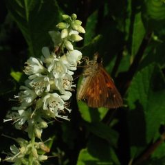 Broad-winged Skipper1 by Dendroica cerulea. Used under a CC BY 2.0 license.