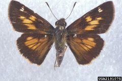 Poanes yehl female by Charles T. and John R. Bryson. Used under a CC BY 3.0 license.