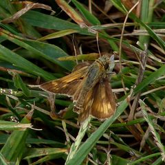 Polites peckius by Dendroica cerulea. Used under a CC BY 2.0 license.