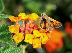 Sandhill skipper by Calibas. Used under a Public domain license.