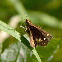 Little Glassywing by Dendroica cerulea. Used under a CC BY 2.0 license.