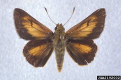 Problema bulenta 2192002 by Charles T. and John R. Bryson, , Bugwood.org. Used under a CC BY 3.0 us license.