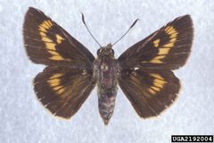 Problema byssus male by Charles T. and John R. Bryson. Used under a CC BY 3.0 license.