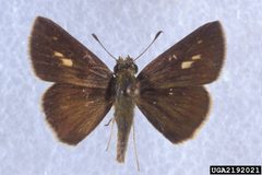 Wallengrenia otho 2192021 by Charles T. and John R. Bryson, , Bugwood.org. Used under a CC BY 3.0 us license.
