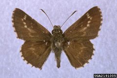 Amblyscirtes aesculapius 2191005 by Charles T. and John R. Bryson, , Bugwood.org. Used under a CC BY 3.0 us license.