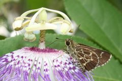 Lace-winged Roadside-Skipper Amblyscirtes aesculapius by Lonnie Huffman. Used under a CC BY 3.0 license.