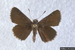 Amblyscirtes alternata 2191022 by Charles T. and John R. Bryson, , Bugwood.org. Used under a CC BY 3.0 us license.