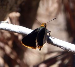 Orange-edged Roadside Skipper. Amblyscirtes fimbriata. - Flickr - gailhampshire by gailhampshire from Cradley, Malvern, U.K. Used under a CC BY 2.0 license.