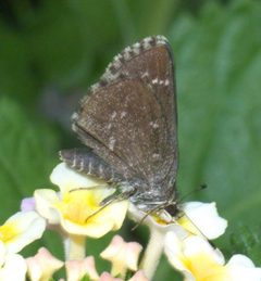 Amblyscirtes belli P1250984a by
xpda. Used under a CC BY-SA 4.0 license.