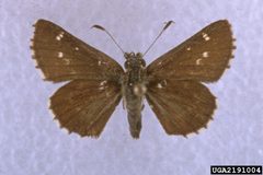 Amblyscirtes hegon 2191004 by Charles T. and John R. Bryson, , Bugwood.org. Used under a CC BY 3.0 us license.