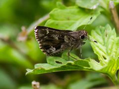 Nysa roadside-skipper by cricketsblog. Used under a CC BY 2.0 license.