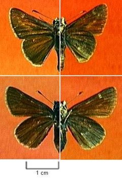 Amblyscirtes oslari by Northern Prairie Wildlife Research Center, USGS. Used under a Public domain license.