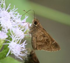 Cymaenes trebius cropped by Jaxon Rickel. Used under a CC BY 4.0 license.